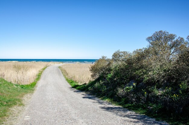 写真 天空に照らされた植物の中の道路