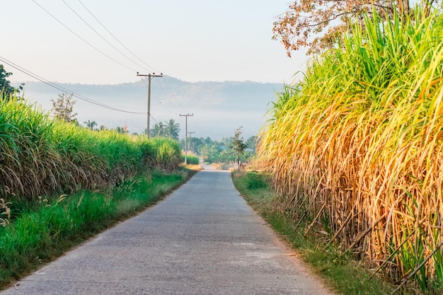 Road amidst plants on field against sky