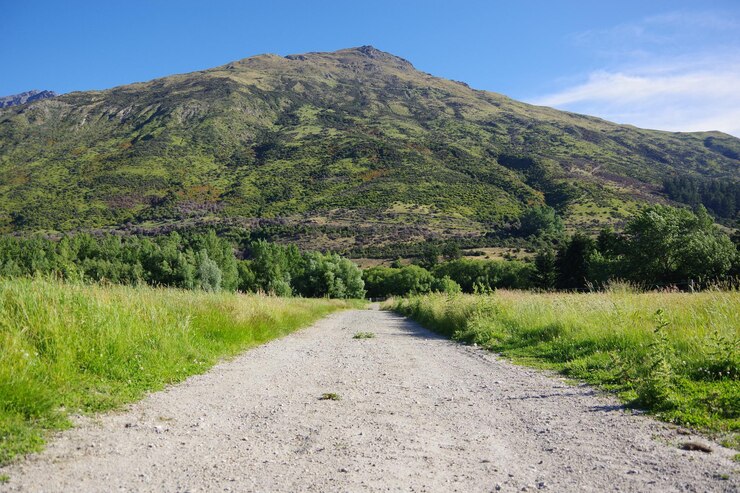 Photo 天空に照らされた植物と山の中の道