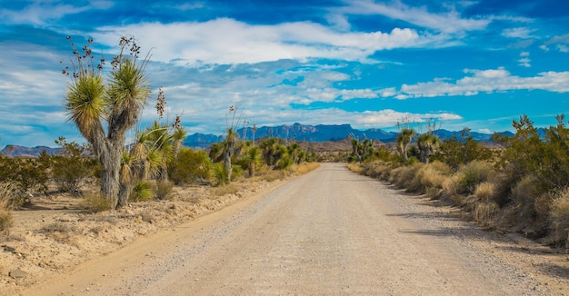 road amidst plants and trees against sky