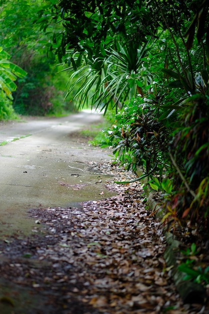 Foto strada tra piante e alberi