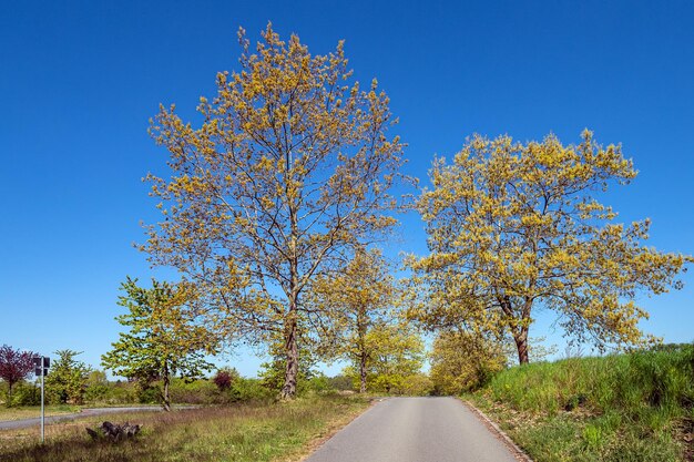 Photo road amidst trees against clear blue sky