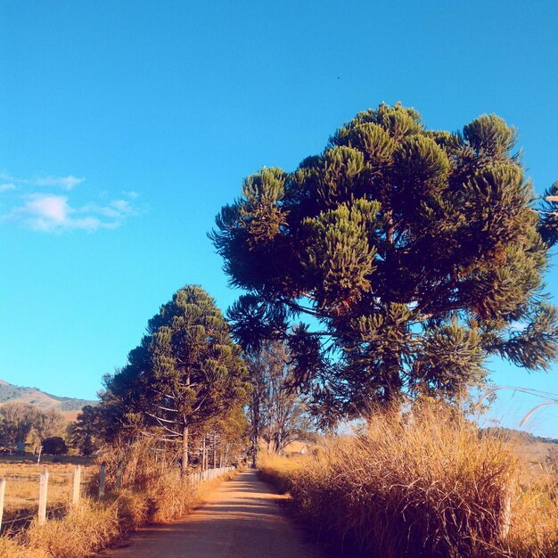 Road amidst trees against clear blue sky