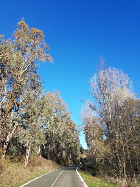 Road amidst trees against clear blue sky