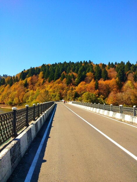 写真 澄んだ青い空に照らされた木々の中の道