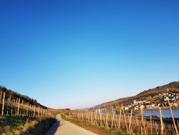 Road amidst trees against clear blue sky