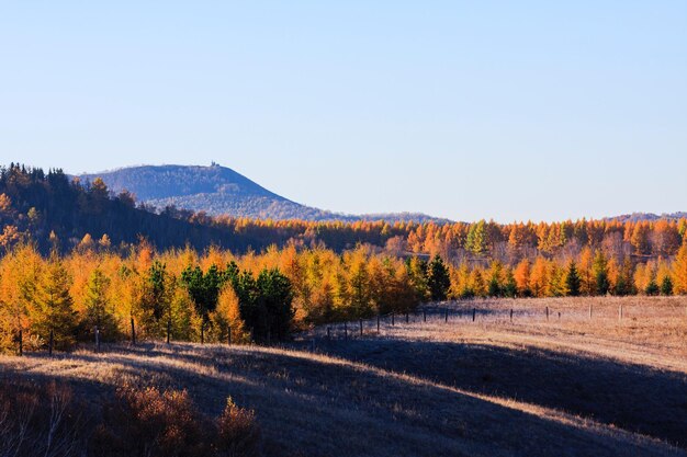 Photo road amidst trees against clear sky during autumn
