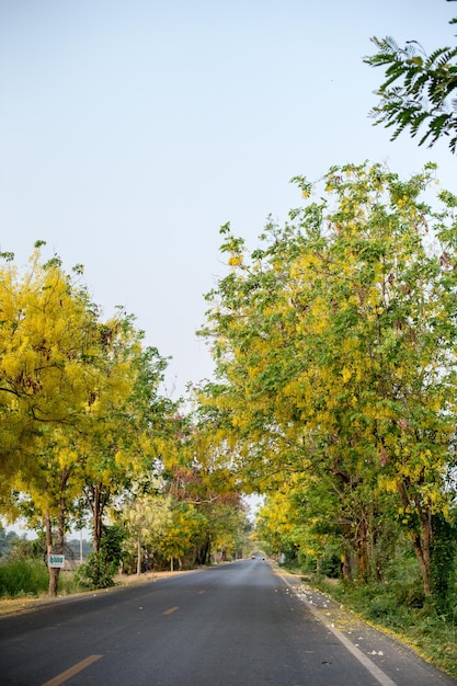 Road amidst trees against clear sky during autumn