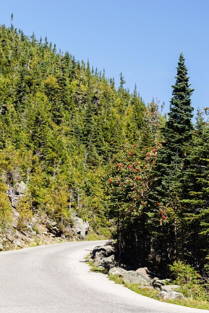 Road amidst trees against clear sky