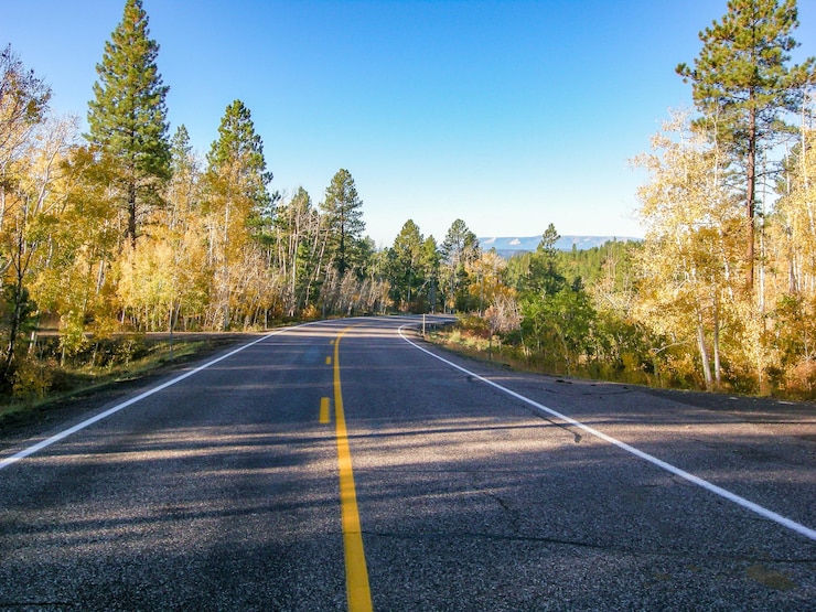 Photo road amidst trees against clear sky