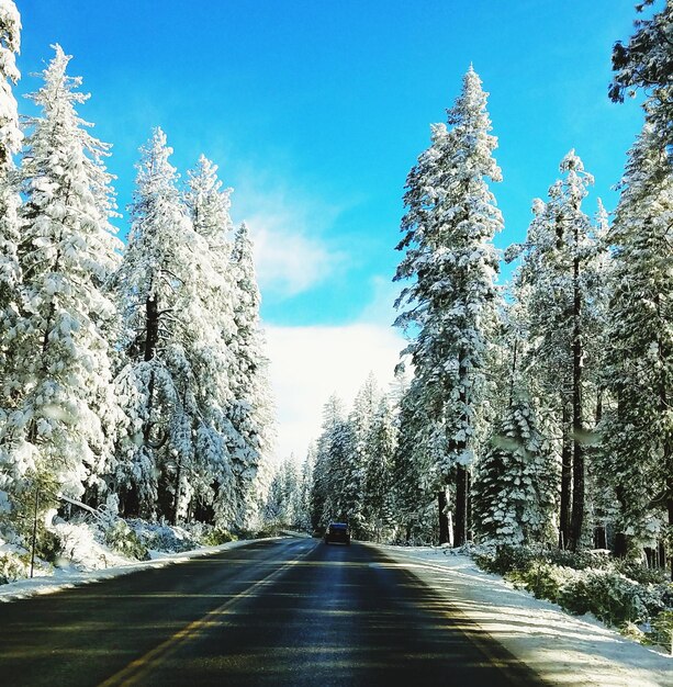 Photo road amidst trees against clear sky