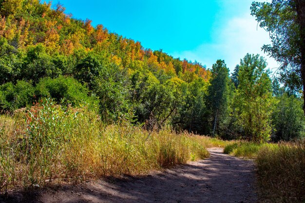 Road amidst trees against sky during autumn