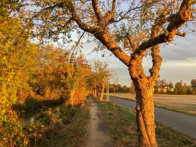 Road amidst trees against sky during autumn