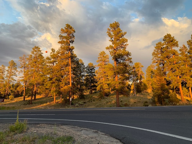 Foto strada in mezzo agli alberi contro il cielo durante l'autunno