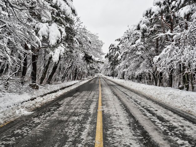 Foto strada in mezzo agli alberi contro il cielo in inverno