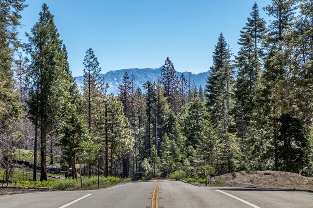 Foto strada in mezzo agli alberi contro il cielo nella foresta