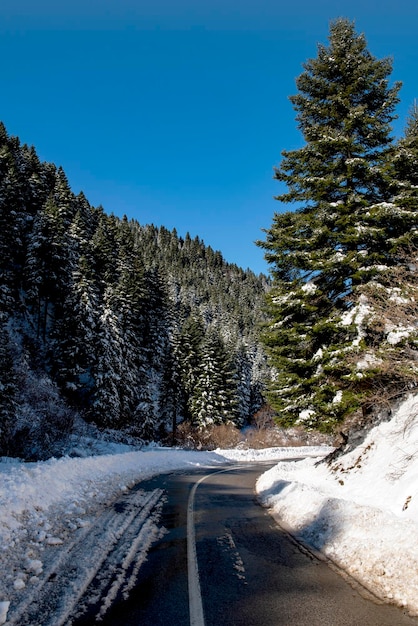 Road amidst trees against sky during winter