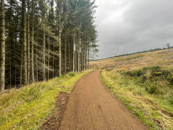 Photo road amidst trees against sky