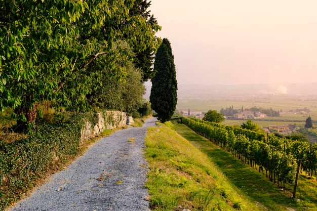 Strada in mezzo agli alberi contro il cielo