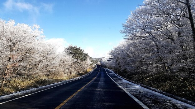 Road amidst trees against sky