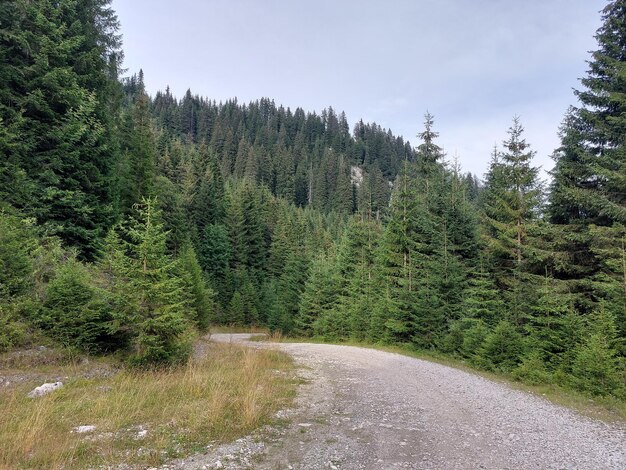 Photo road amidst trees against sky