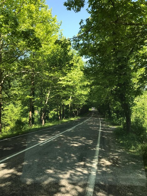 Road amidst trees against sky