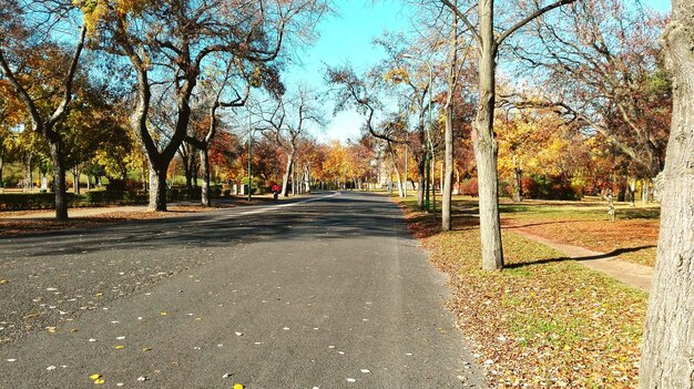 Photo road amidst trees against sky