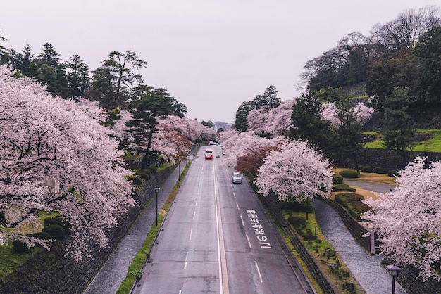 road amidst trees against sky