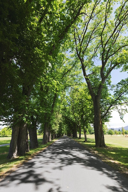 Foto strada in mezzo agli alberi contro il cielo