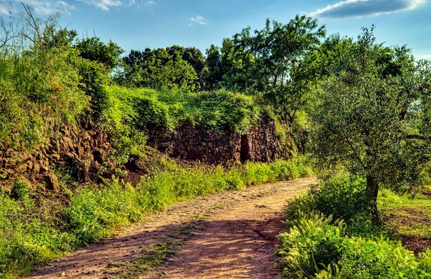 Foto strada in mezzo agli alberi contro il cielo