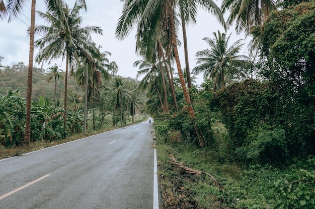 Road amidst trees against sky