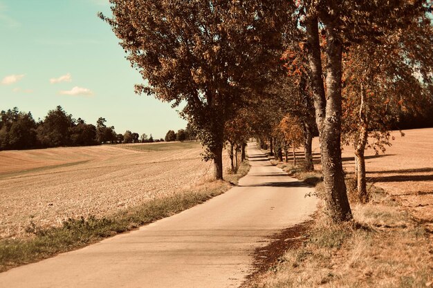 Road amidst trees against sky