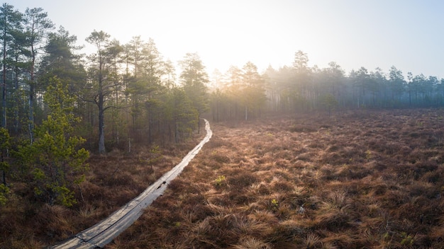 Photo road amidst trees against sky