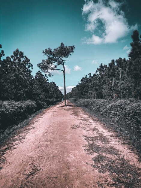 Photo road amidst trees against sky