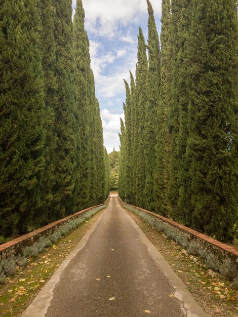 Foto strada in mezzo agli alberi contro il cielo