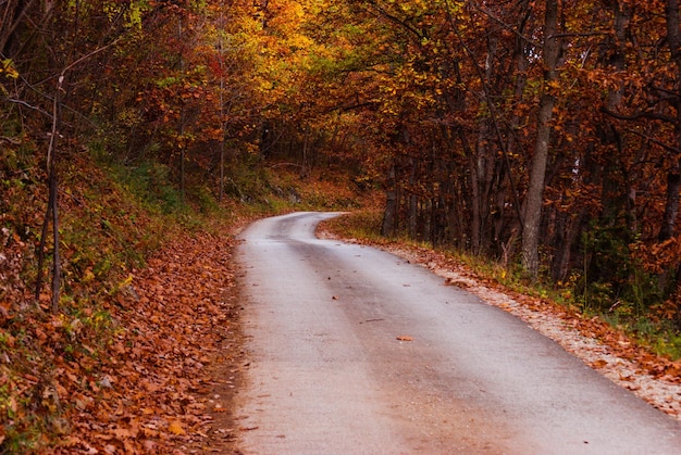 秋の木の中の道路