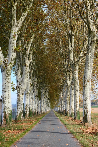 Road amidst trees during autumn