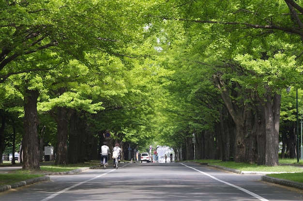 都市の木の中の道路