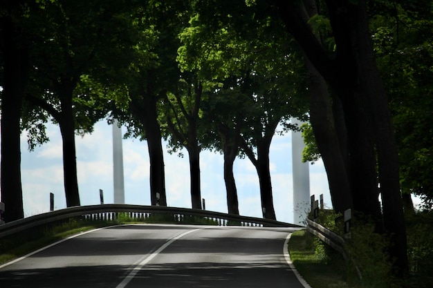 都市の木の中の道路