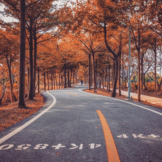 Foto strada in mezzo agli alberi durante l'autunno