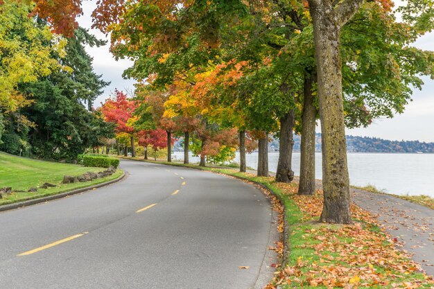 Road amidst trees during autumn