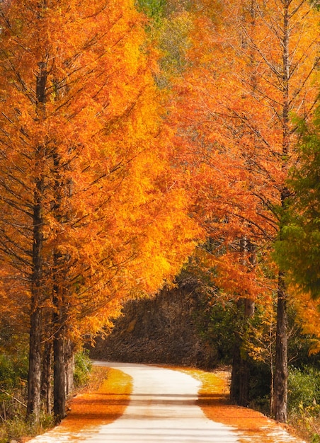 Road amidst trees during autumn