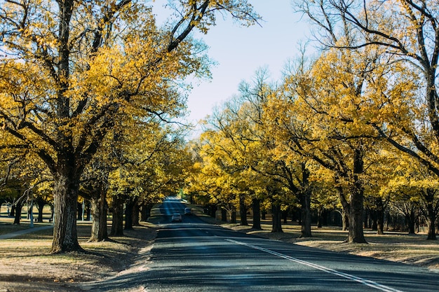 写真 秋の木の中の道路