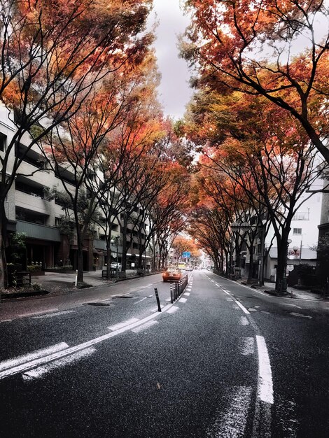 사진 가을 에 나무 들 사이 에 있는 도로