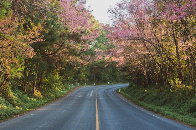 Photo road amidst trees during autumn