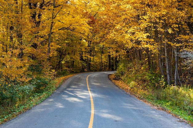 Photo road amidst trees during autumn