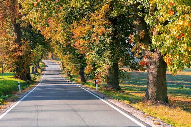 写真 秋の木々の中の道