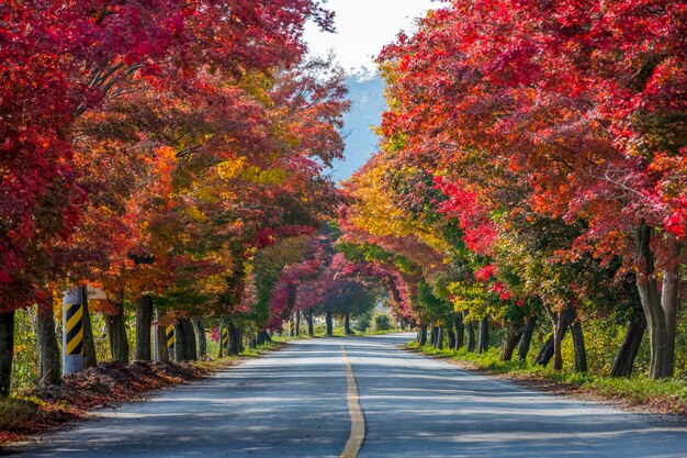 Foto strada in mezzo agli alberi durante l'autunno