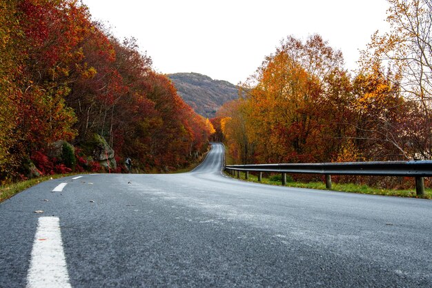 Foto strada tra gli alberi durante l'autunno