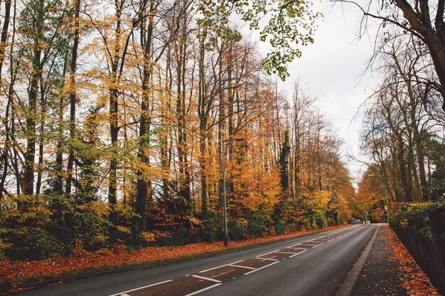 Road amidst trees during autumn